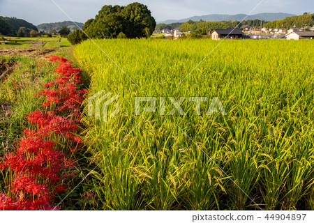 Nara Asukamura Corridor of Asuka light Cluster amaryllis in front of Tachibana-ji Temple 44904897