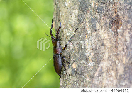 看到牙刷 44904912