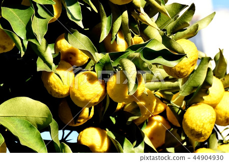 Fruit of Yuzu (Mushiko) to be Mitaka Nakahara Fruit of Yuzu (Mushiko) to be Mitaka Nakahara 44904930