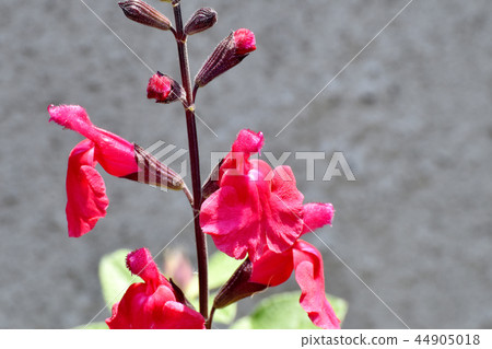 開花在三鷹中原的Salvia microfilla 開花在三鷹中原的Salvia microfilla 44905018