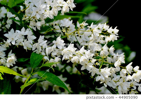 Utsugi blooming in Mitaka Nakahara 44905090