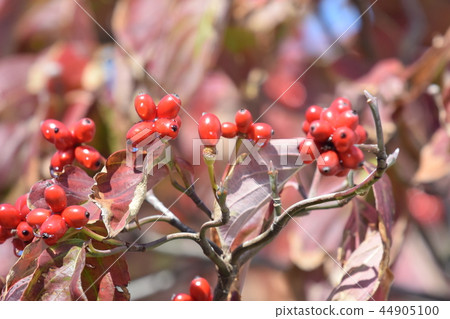  山茱萸果 44905100
