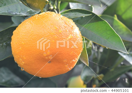 邁肯和晨露 44905101