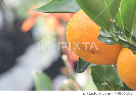 Mikan and morning dew 44905102