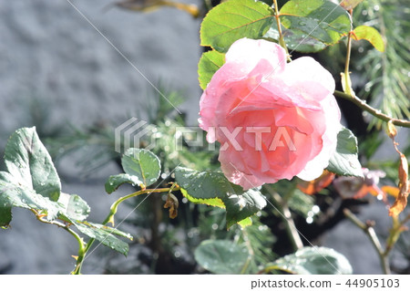 玫瑰和晨露 44905103