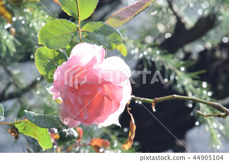 玫瑰和晨露 44905104