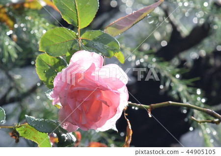 玫瑰和晨露 玫瑰和晨露 44905105