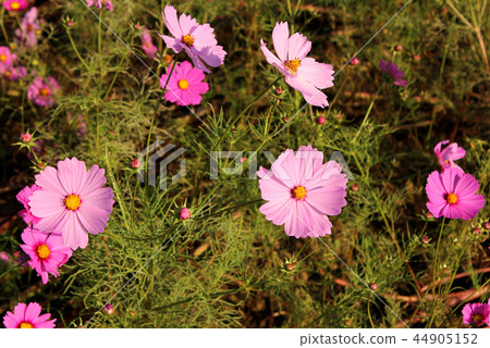 波斯菊花瓣在秋日的陽光下閃耀（1） 44905152