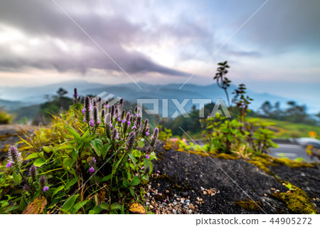 Viewpoints Sun rise Doi Inthanon Chiang Mai Thaila 44905272