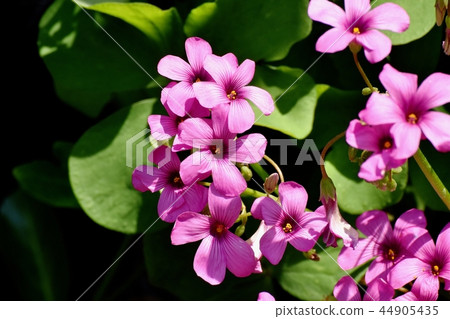  Imokatabami blooming in Mitaka Nakahara 44905435