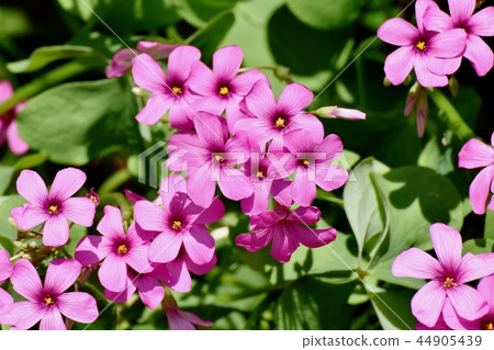  Imokatabami blooming in Mitaka Nakahara 44905439