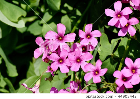  Imokatabami blooming in Mitaka Nakahara 44905442
