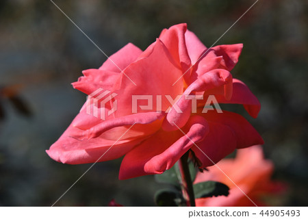 Rose (Catherine Deneuve) 44905493