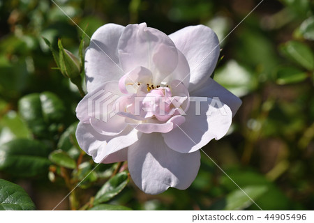 玫瑰（精靈） 44905496