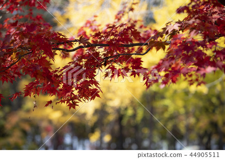 美麗的秋葉 美麗的秋葉 44905511