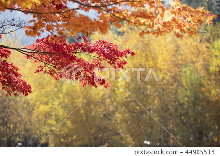 美麗的秋葉 44905513