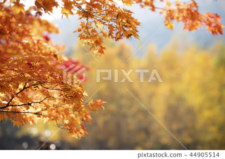 美麗的秋葉 44905514