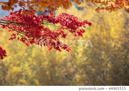 美麗的秋葉 44905515