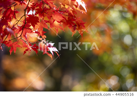 美麗的秋葉 44905516