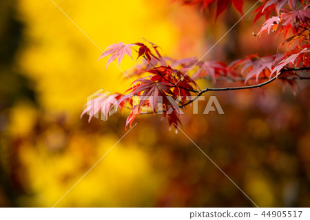 美麗的秋葉 美麗的秋葉 44905517