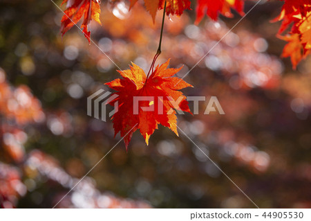 美麗的秋葉 美麗的秋葉 44905530