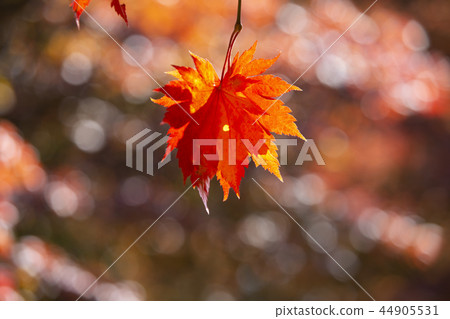 美麗的秋葉 44905531