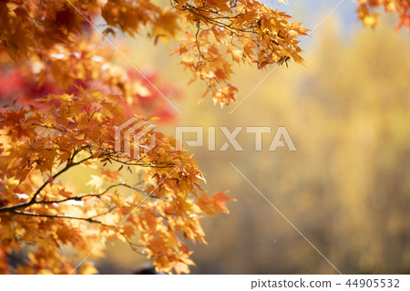美麗的秋葉 44905532