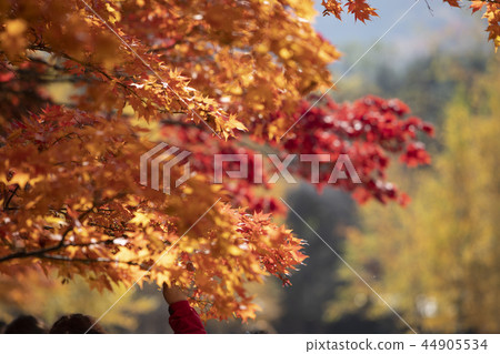 美麗的秋葉 44905534