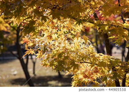 美麗的秋葉 美麗的秋葉 44905538