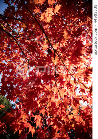 美麗的秋葉 44905539