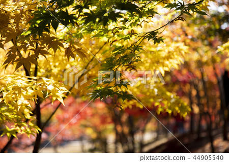 美麗的秋葉 44905540
