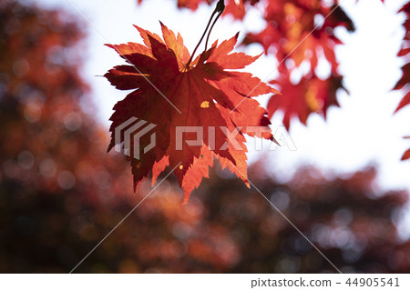 美麗的秋葉 44905541