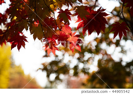 美麗的秋葉 美麗的秋葉 44905542