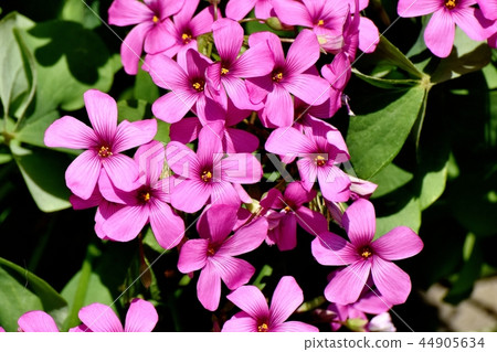 Imokatabami blooming in Mitaka Nakahara 44905634