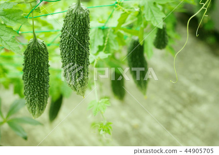 Curtain of goya 44905705