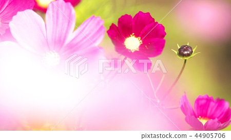 Cosmos of Takino Suzuran Park 44905706