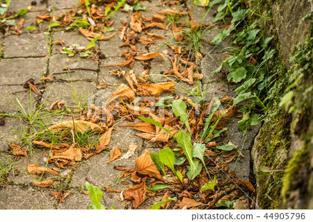 autumnal painted leaf on cobblestone autumnal painted leaf on cobblestone 44905796