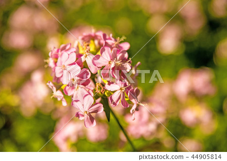 Common soapwort with flower 44905814