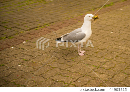 herring gull, male bird with bridal gift 44905815