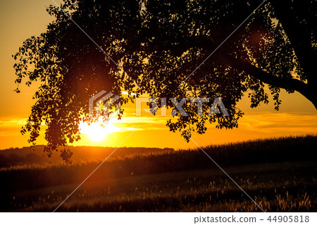 sunset in summertime with tree and meadow sunset in summertime with tree and meadow 44905818