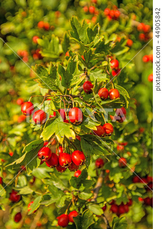 Hawthorn fruits, ripe on a tree Hawthorn fruits, ripe on a tree 44905842