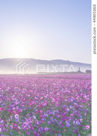 Dawn of Sanko Cosmos Garden Dawn of Sanko Cosmos Garden 44905868