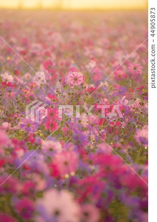 Sanko Cosmos Garden Sanko Cosmos Garden 44905873
