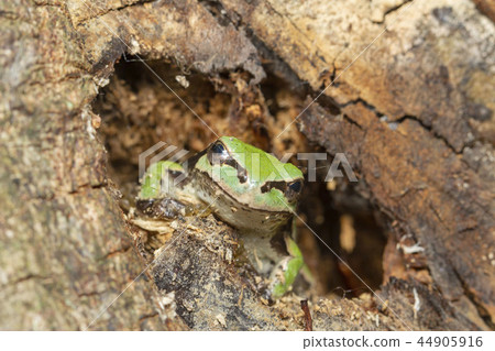 Tree frog Tree frog 44905916