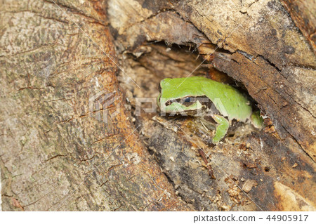 Tree frog Tree frog 44905917