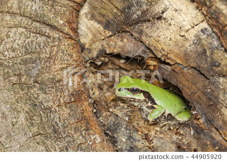 Tree frog 44905920