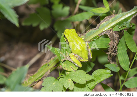 Tree frog Tree frog 44905921