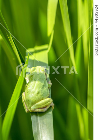 Tree frog Tree frog 44905924