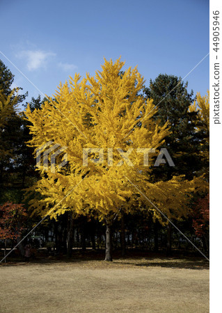 Ginkgo 44905946