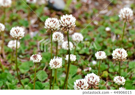 開花在三鷹中原的白三葉草花 44906015